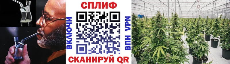 Шишки марихуана SATIVA & INDICA  Купить закладки  Солигалич 